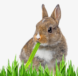 兔子吃草素材
