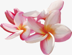 粉红彩绘花朵装饰素材