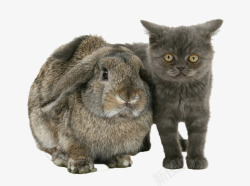 动物猫咪兔子素材