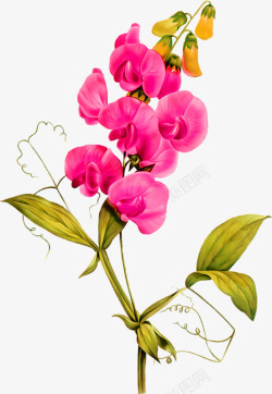 粉红色手绘兰花绿叶装饰图案素材