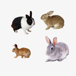四只兔子四只大兔子高清图片