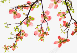 花朵粉红花朵树枝装饰素材