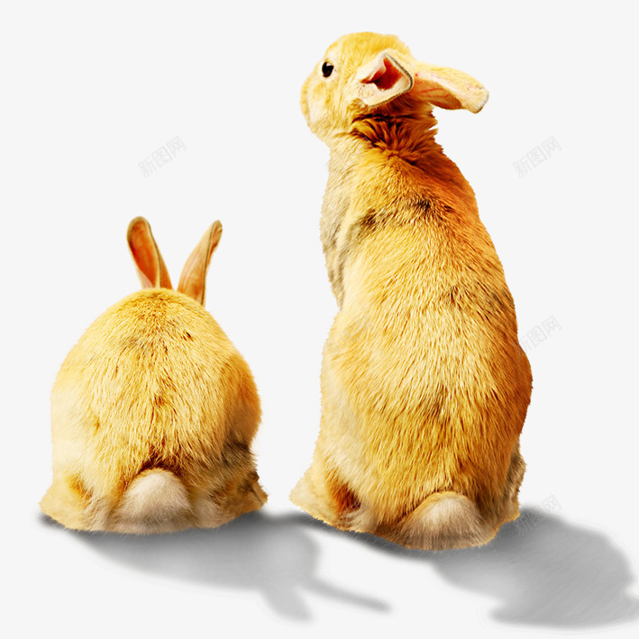 两只并排坐立的兔子png免抠素材_新图网 https://ixintu.com 兔子 并排