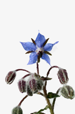 琉璃苣蓝色草本植物整颗带水珠的琉璃苣高清图片