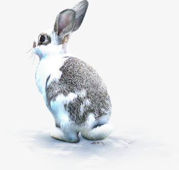 冬季黑白色兔子png免抠素材_新图网 https://ixintu.com 兔子 冬季 白色