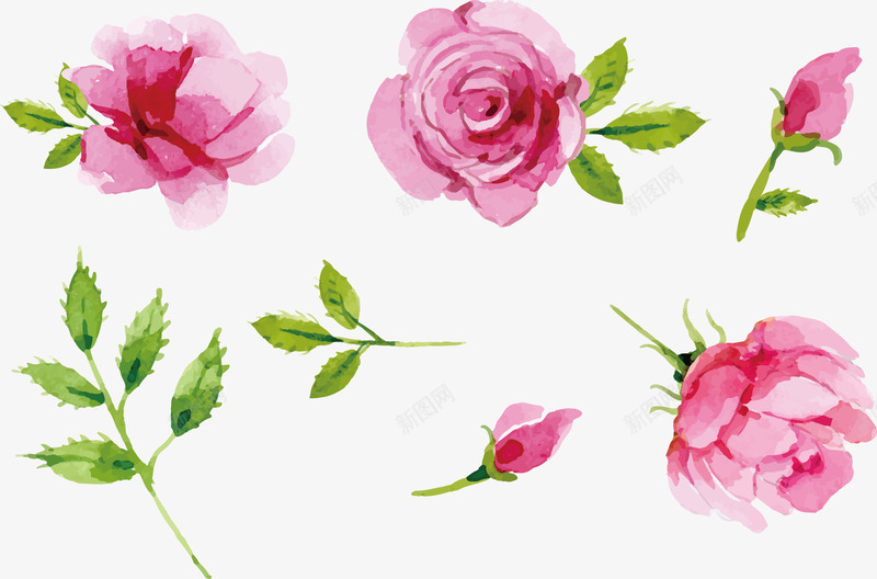 彩绘的粉红色玫瑰矢量图ai免抠素材_新图网 https://ixintu.com 叶子 彩绘 水彩肌理 玫瑰 粉红玫瑰 粉红色 花 花朵 矢量图