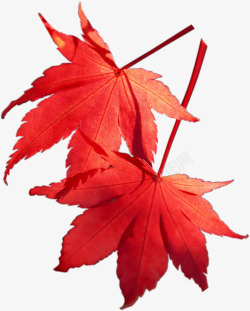 红色新鲜枫叶树叶素材