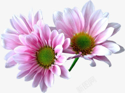 三朵粉红花朵装饰素材