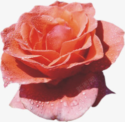 带鲜花带水珠的红色鲜花特写高清图片