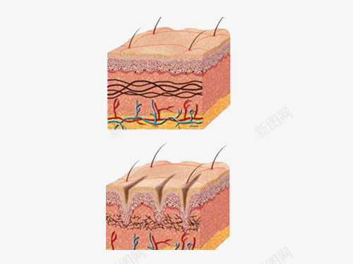 皮肤细胞png免抠素材_新图网 https://ixintu.com 分层 皮肤 皮肤细胞 素材 细胞
