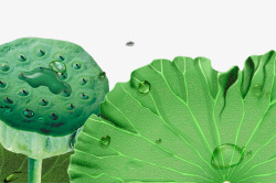 绿色春季荷叶水滴装饰素材