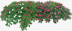 粉红色景观植物花朵素材