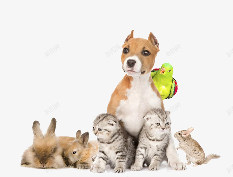 一群小动物围在一起png免抠素材_新图网 https://ixintu.com 兔子 狗 猫 重叠的动物 鸟