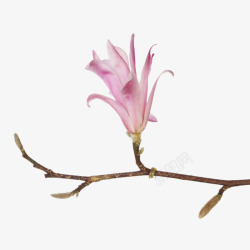 木兰族粉红色香味小小嫩芽的玉兰花瓣实高清图片