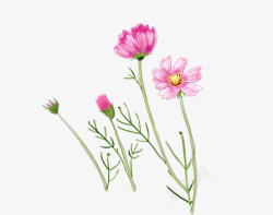 粉红花朵花枝彩绘花朵素材