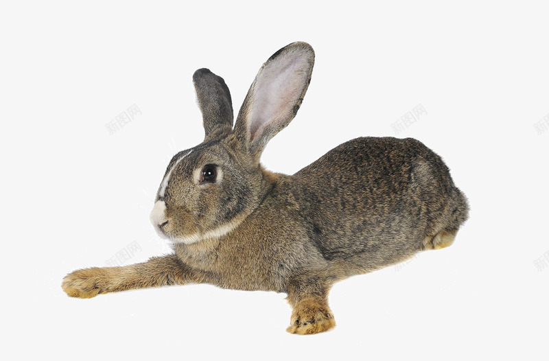 趴着的兔子png免抠素材_新图网 https://ixintu.com 兔子 动物 生物 白兔