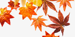 秋季装饰枫叶素材