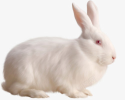 白色动物小兔子素材