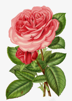 粉红玫瑰花装饰素材