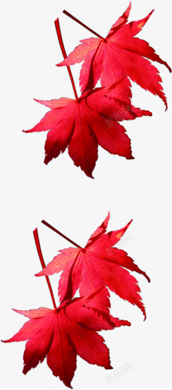 手绘红色秋季枫叶装饰素材
