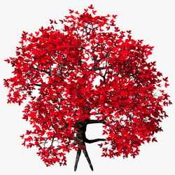 美国红枫树美丽红枫许愿树高清图片