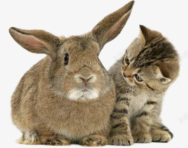 兔子和猫咪实拍png免抠素材_新图网 https://ixintu.com 兔子 动物猫咪 宠物猫咪 食草动物
