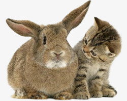 实拍兔子兔子和猫咪实拍高清图片