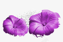 紫色花花素材