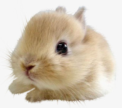 动物剪影手绘动物兔子素材