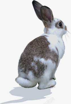 可爱娇小兔子动物素材