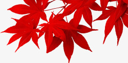 红色枫叶海报装饰素材