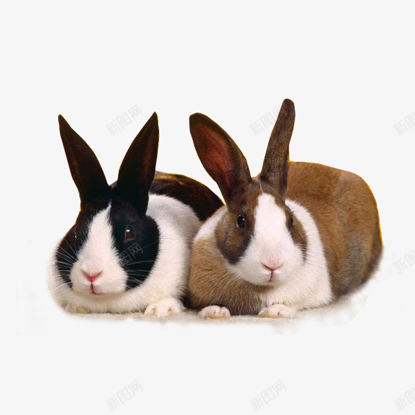 可爱呆萌兔睡觉png免抠素材_新图网 https://ixintu.com 兔子 动物 可爱 图像 图形素材 图案 图片 素材免抠 胡萝卜 装饰 野生动物