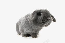 长毛垂耳兔兔子黑兔子垂耳兔可爱动高清图片