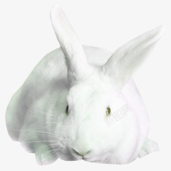 白色家养小白兔动物素材