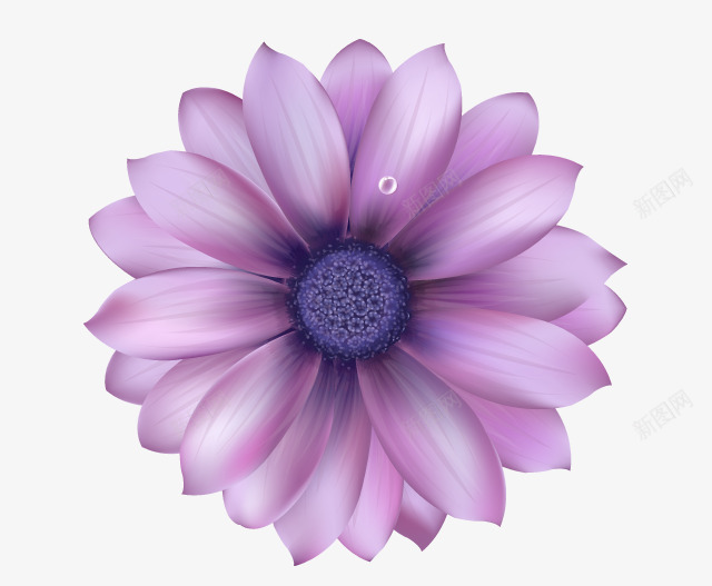 紫色的花png免抠素材_新图网 https://ixintu.com 优雅的花 水珠 紫色植物 紫色花朵