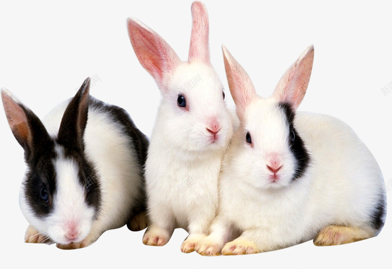 三只可爱的小兔子png免抠素材_新图网 https://ixintu.com 产品实物 可爱兔子 家庭宠物 黑白色