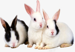 三只兔子三只可爱的小兔子高清图片