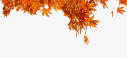 橙色枫叶背景素材