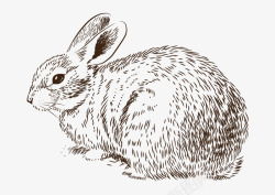 多毛兔子矢量图素材