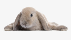 实拍兔子趴着的可爱兔子高清图片