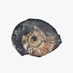 蛇石黑色带污渍的菊石软体动物化石实高清图片