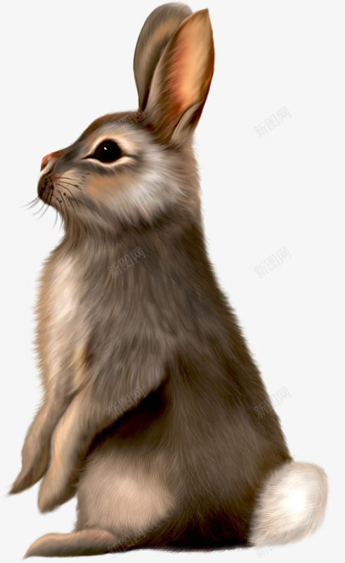 鼠绘的长耳朵棕灰色兔子png免抠素材_新图网 https://ixintu.com 兔子 动物 鼠绘