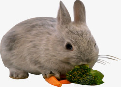 吃菜兔子吃花菜高清图片