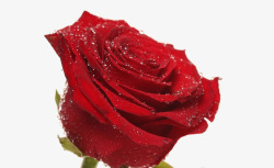 红花朵玫瑰花高清图片