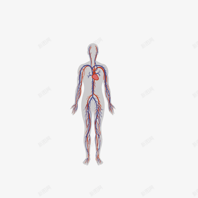 彩绘人体器官心脏png免抠素材_新图网 https://ixintu.com 失量图 底纹设计 彩绘人体器官 心电图 心脏 心脏线条 海报设计