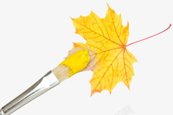 枫叶笔刷黄色油漆手绘叶子高清图片