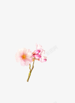 两朵粉红花朵花枝装饰素材