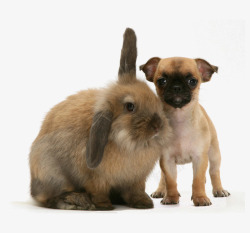 肥兔子兔子与狗高清图片