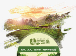 茶叶宣传海报图片茶言观色高清图片