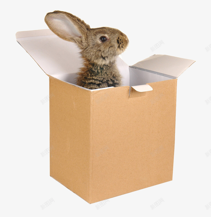 立体纸箱子png免抠素材_新图网 https://ixintu.com 兔子 动物 宠物 灰色兔子